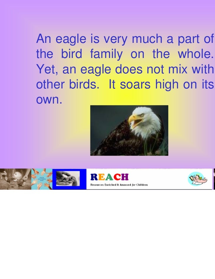 The life of an eagle bird
